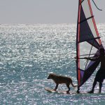 surf-1829606_1920
