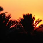 trees-597775_1920