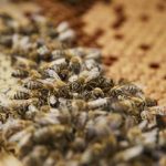 Die fleißigen Bienen bei der Arbeit. Die Aufgaben in einem Bienenstock sind klar verteilt. Bildquelle: Bine Bellmann