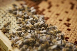 Die fleißigen Bienen bei der Arbeit. Die Aufgaben in einem Bienenstock sind klar verteilt. Bildquelle: Bine Bellmann