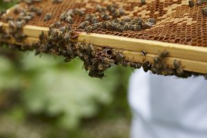 Überraschenderweise finden die fleißigen Bienen besonders auf dem Land immer weniger Blüten. Bildquelle: Bine Bellmann