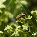 Stadtimker Dr. BEE: Die fleißigen Bienen in Düsseldorf. Bildquelle: Bine Bellmann