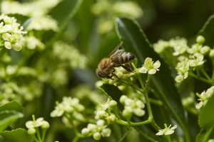 Stadtimker Dr. BEE: Die fleißigen Bienen in Düsseldorf. Bildquelle: Bine Bellmann