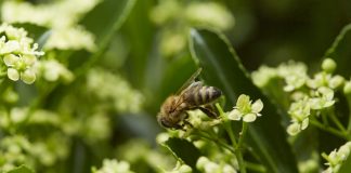 Stadtimker Dr. Bee: Die fleißige Biene Stadtimker Dr. BEE: Die fleißigen Bienen in Düsseldorf. Bildquelle: Bine Bellmann