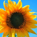 Unser Wesenskern stellt uns erfüllende Strukturen zur Verfügung. Bildquelle: Pixabay.de