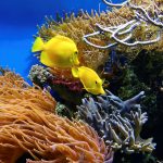 Wunderschöne Unterwasserwelt, die es verdient hat geschützt zu werden! Bildquelle: Pixabay.de