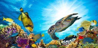 Was sind Korallen: Pflanzen, Tiere oder Blumentiere? Was sind denn Korallen nun eigentlich genau? Bildquelle: shutterstock.com