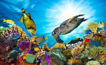 Was sind Korallen: Pflanzen, Tiere oder Blumentiere? Was sind denn Korallen nun eigentlich genau? Bildquelle: shutterstock.com