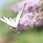 Die Buddleja oder auch Schmetterlingsflieder genannt bezaubert nicht nur durch Farbe, sondern auch durch die Vielzahl der Schmetterlinge. Bildquelle: shutterstock.com