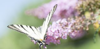 Bunter Besuch am romantischen Schmetterlingsflieder Die Buddleja oder auch Schmetterlingsflieder genannt bezaubert nicht nur durch Farbe, sondern auch durch die Vielzahl der Schmetterlinge. Bildquelle: shutterstock.com
