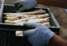 Endlich wieder Spargel! Spargel - die Saison ist eröffnet! Bildquelle: Pixabay.de