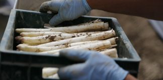 Endlich wieder Spargel! Spargel - die Saison ist eröffnet! Bildquelle: Pixabay.de