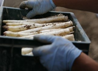 Endlich wieder Spargel! Spargel - die Saison ist eröffnet! Bildquelle: Pixabay.de