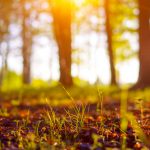 Die Eifel und damit der Rückzug in die Natur hat Katharina Martini geholfen ins Leben zurück zu finden. Bildquelle: © Shutterstock.com