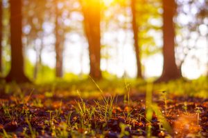 Die letzte Ruhe finden - für viele inzwischen auf einem Waldfriedhof vorstellbar. Bildquelle: shutterstock.com