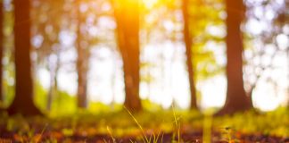 Ewige Ruhe auf dem Waldfriedhof Die Eifel und damit der Rückzug in die Natur hat Katharina Martini geholfen ins Leben zurück zu finden. Bildquelle: © Shutterstock.com