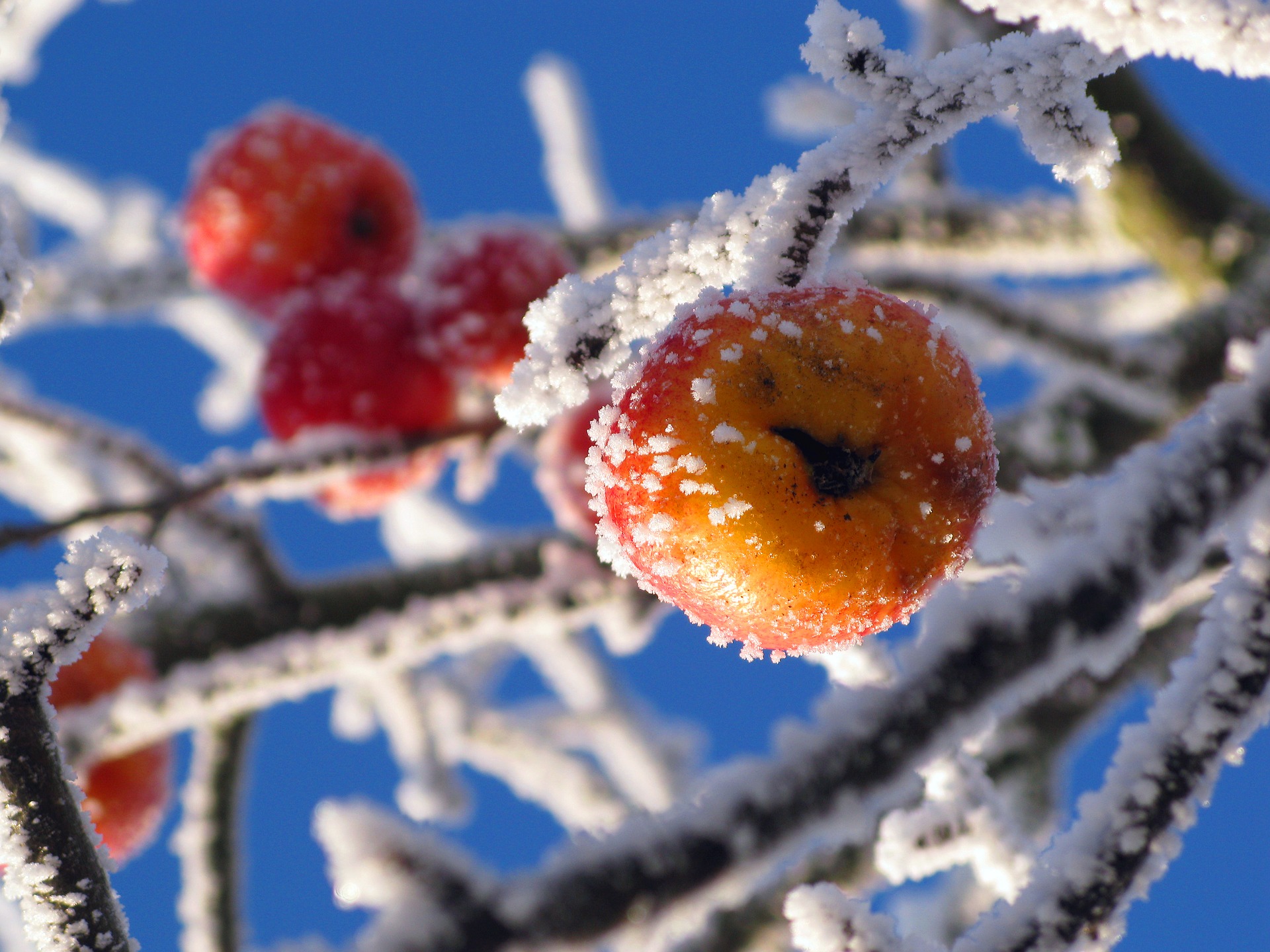 Die Eisheiligen markieren, laut einer Bauernregel, die letzten kalten Tage des Jahres. Bildquelle: pixabay.de