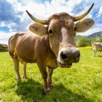 cow-759018_1920