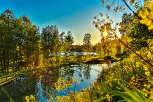 Für Naturfreunde hat Estland neben wunderschöneen Nationalparks auch seltene Tierarten zu bieten. Bildquelle: shutterstock.com