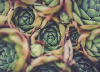 Im Juni kehren die Artischocken zurück Artischocken - unser Gemüse des Monats Juni. Bildquelle: Pixabay.de