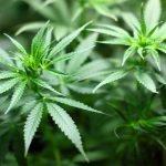 Cannabis – Droge oder Medizin? Bildquelle: Pixabay.de