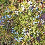 Die Wacholderbeere ist die Basis für die Herstellung von Gin. Bildquelle: Pixabay.de