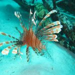 Richtig gefangen und zubereitet ist der Löwen- oder auch Feuerfisch ein echte Delikatesse. Bildquelle: Pixabay.de