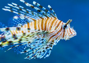 Der Löwenfisch sieht wunderschön aus, ist aber gefährlich für nahezu alle anderen Fische. Bildquelle: shutterstock.com