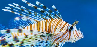 Die Delikatesse Löwenfisch bedroht den Fischbestand Der Löwenfisch sieht wunderschön aus, ist aber gefährlich für nahezu alle anderen Fische. Bildquelle: shutterstock.com