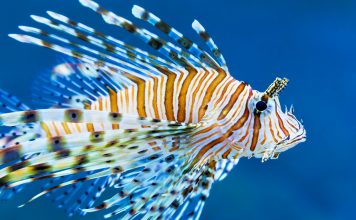 Die Delikatesse Löwenfisch bedroht den Fischbestand Der Löwenfisch sieht wunderschön aus, ist aber gefährlich für nahezu alle anderen Fische. Bildquelle: shutterstock.com