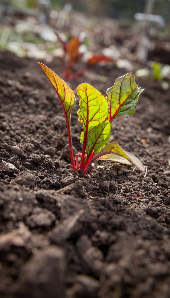 Der Strunk des Mangolds kann rötlich, gelb oder weiß sein. Gemischt auf dem Teller ergibt das eine herrliche Farbpracht. Quelle: pixabay.de