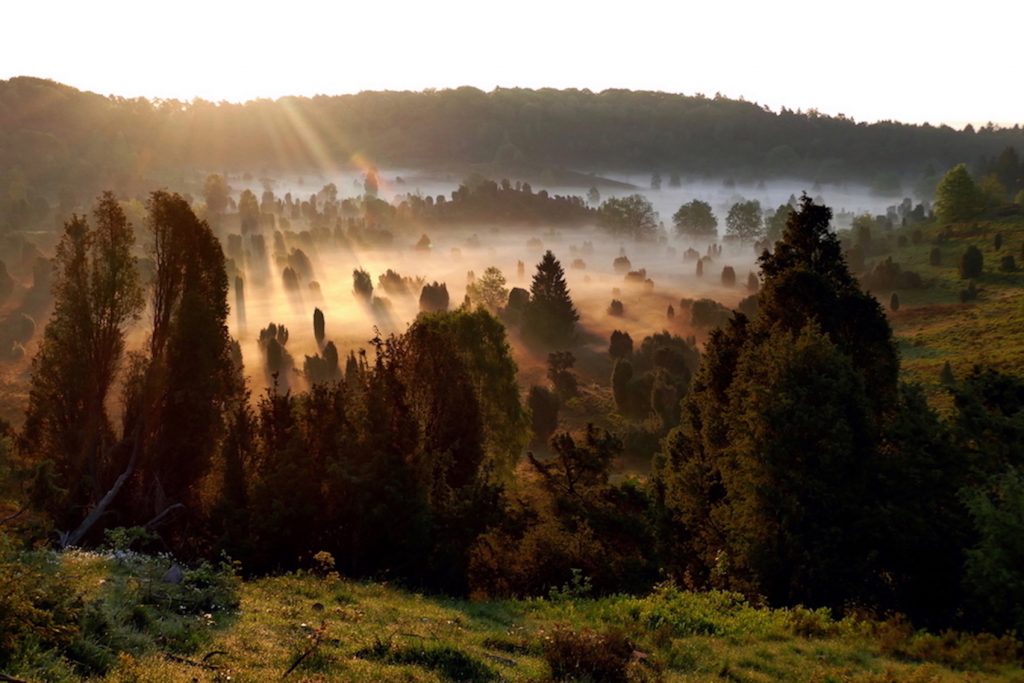 Die Heide. Totengrund bei Sonnenaufgang. Bildquelle: Christiane Feill