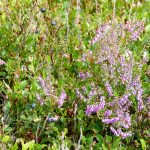 Heide und Blaubeeren im August. Bildquelle: Christiane Feill