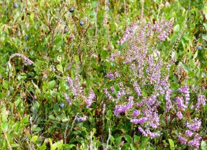 Heide und Blaubeeren im August. Bildquelle: Christiane Feill