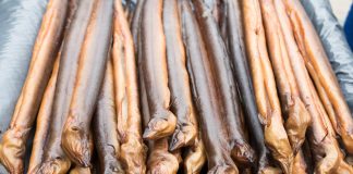 Warum ist der Aal vom Aussterben bedroht? Der Aal - früher eine gänigige Deikatesse. Inzwischen ist der Aal jedoch vom Aussterben bedroht. Bildquelle: shutterstock.com