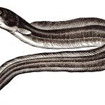 Dieser Fisch ist wohl bald in unseren gewässern nicht mehr zu finden. Bildquelle: Pixabay.de