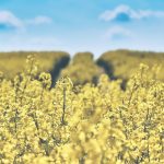 Die Landwirtschaft trägt maßgeblich zum Insektensterben bei. Bildquelle: Pixabay.de