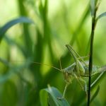 Es ist ein deutlicher Rückgang dessen was kreucht und fleucht festzustellen. Bildquelle: Pixabay.de