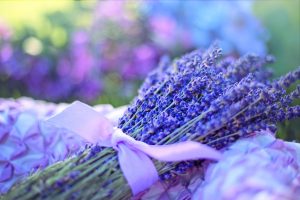 Der Duft von Lavendel wirkt in der Regel beruhigend. Bildquelle: Pixabay.de