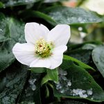 Der Lichtblick im trüben Herbst und Winter – die Christrose. Bildquelle: Pixabay.de