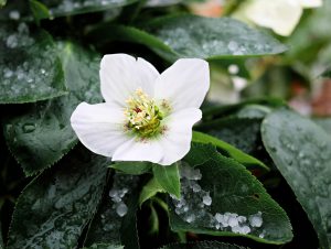 Der Lichtblick im trüben Herbst und Winter - die Christrose. Bildquelle: Pixabay.de