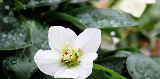 Ein kleiner Lichtblick im Winter: die Christrose Der Lichtblick im trüben Herbst und Winter - die Christrose. Bildquelle: Pixabay.de