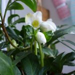 Wunderschön auf jedem Balkon und das ganze Jahr grün – die Christrose. Bildquelle: 59plus GmbH