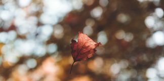 Herbstblues? Nicht mit uns! Wer kennt ihn nicht, den Herbstblues. Bildquelle: Photo by Hedi Alija on Unsplash