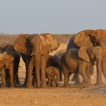 Mit etwas Glück sehen Sie im Etosha Nationalpark die “Big Five”. Bildquelle: Pixabay.de