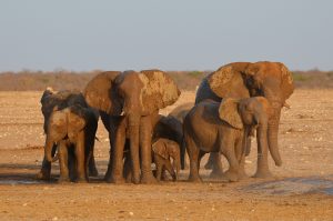 Mit etwas Glück sehen Sie im Etosha Nationalpark die "Big Five". Bildquelle: Pixabay.de