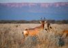 Der Waterberg und Etosha Nationalpark in Namibia Der Waterberg Nationalpark ist ein sehenswertes und begehrtes Reiseziel. Bildquelle: shutterstock.com