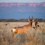 Der Waterberg Nationalpark ist ein sehenswertes und begehrtes Reiseziel. Bildquelle: shutterstock.com