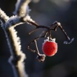 Damit wir die Pracht unserer Pflanzen im nächsten Jahr wieder genießen können, bedarf es einiger Wintervorbereitungen. Bildquelle: Pixabay.de