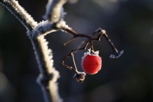 Gönnen Sie den Pflanzen einen entspannten Winterschlaf. Bildquelle: Pixabay.de